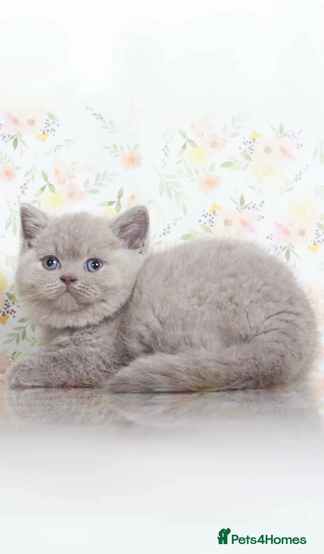 British Shorthair cats for sale: Beautiful lilac British shorthair kittens - Advert 2