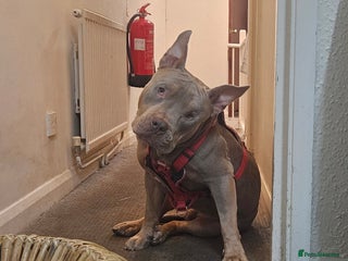 American Bulldog dogs American Bulldog - Advert 1