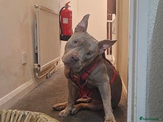 American Bulldog dogs American Bulldog - Advert 5