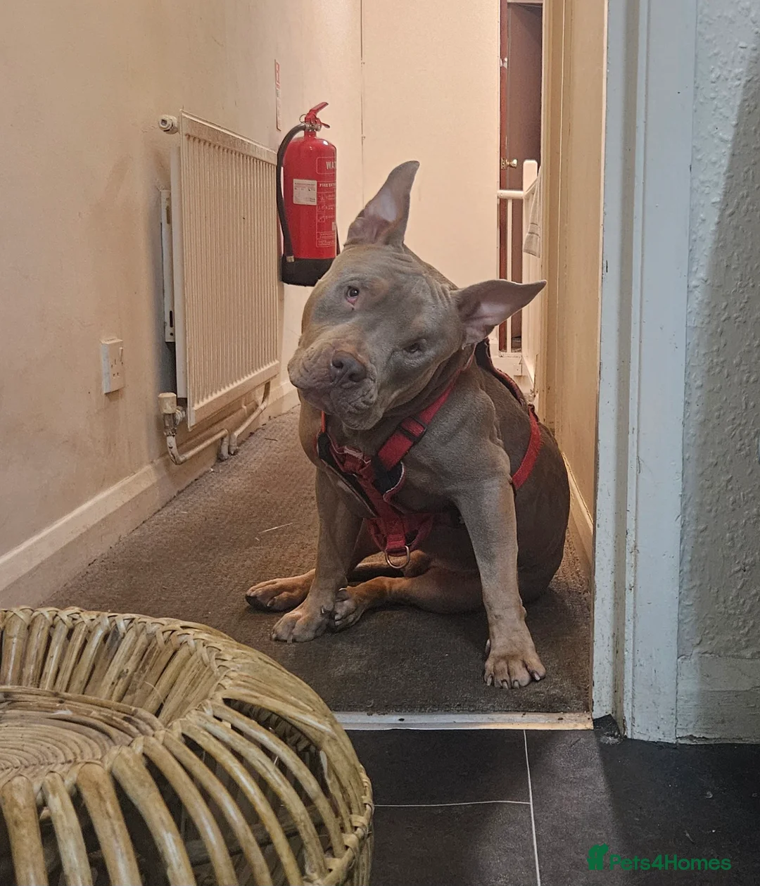 American Bulldog dogs for sale: American Bulldog - Advert 1