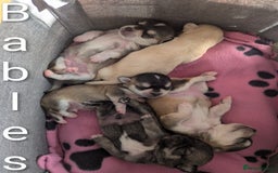 Chihuahua dogs for sale: Beautiful Chihuahua puppies  - Image 1