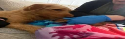 Mixed Breed dogs for sale: Beautiful Cavadoodle Puppies  - Advert 4