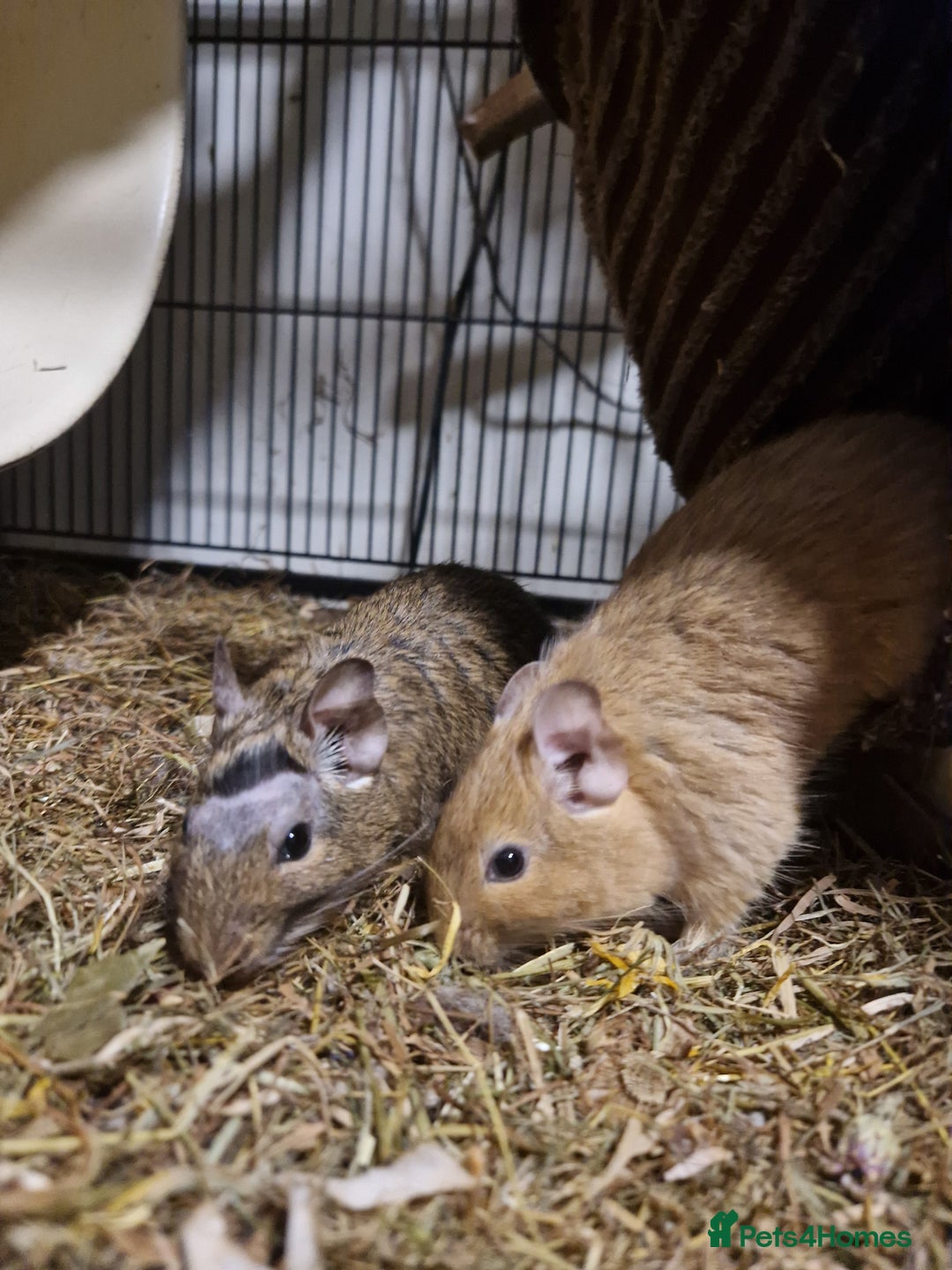 Degus rodents for sale: Female degus (EXCLUDING CAGE) - Image 6