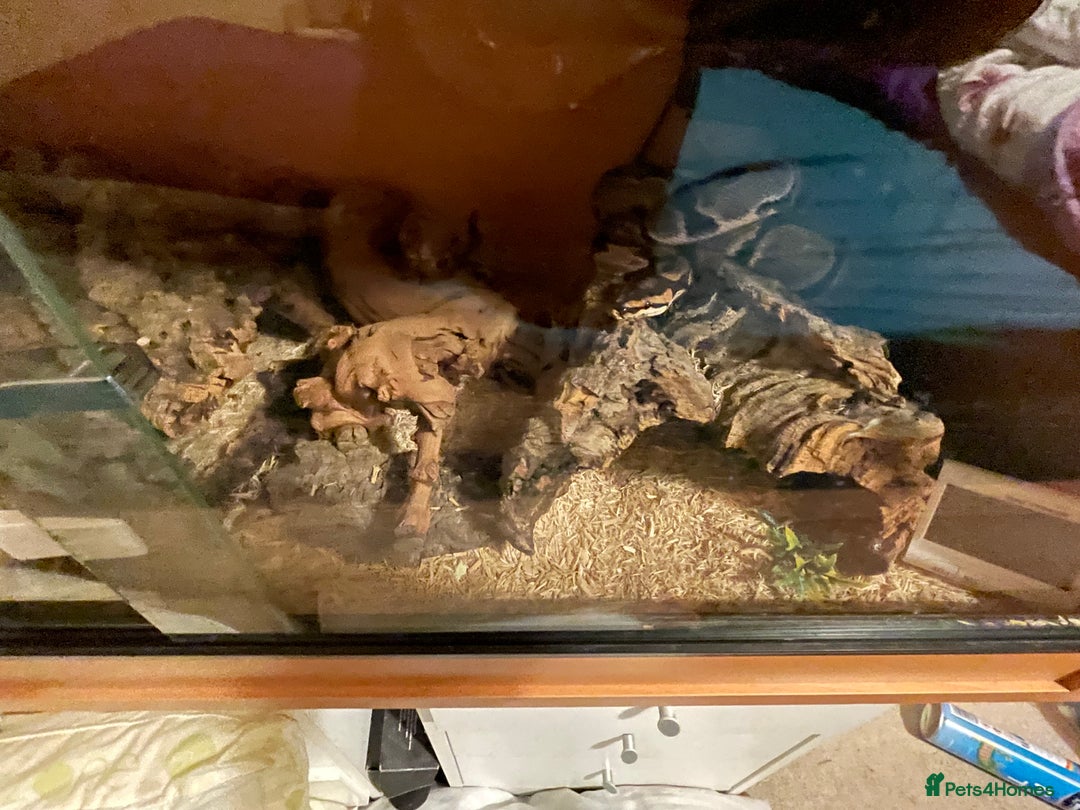 Python Snake reptiles for sale: Ball python morph - Image 7