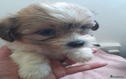 Mixed Breed dogs for sale: Jack Tzu  - Image 4