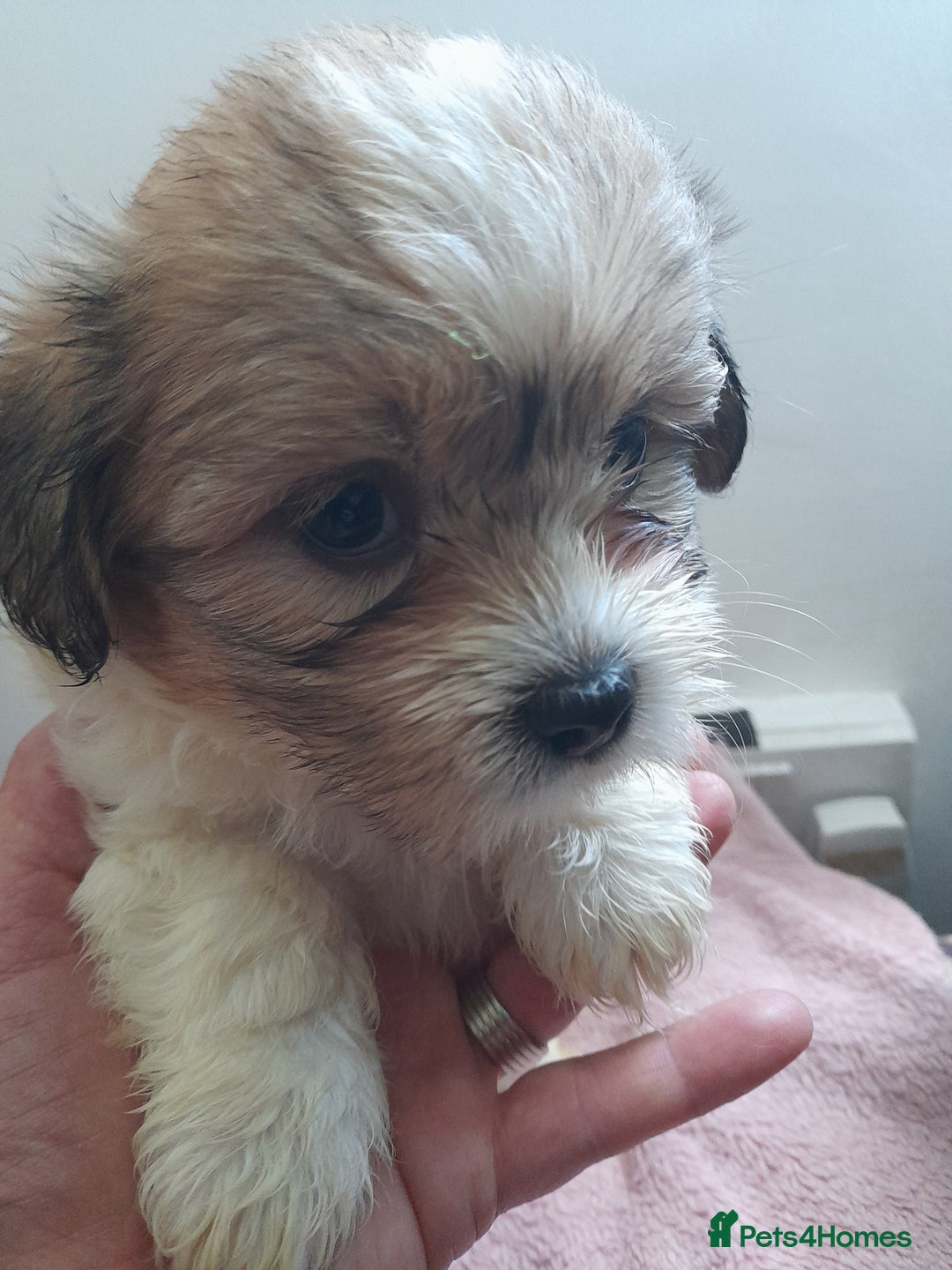 Mixed Breed dogs for sale: Jack Tzu  - Image 4