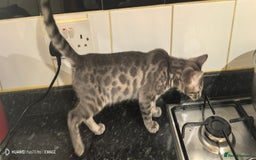 Bengal cats for sale: Purebred Silver and Snow bengals babies.  - Image 8