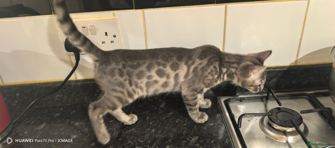 Bengal cats for sale: Purebred Silver and Snow bengals babies.  - Image 8