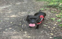 Mixed Breed dogs for sale: Needs to be re homed asap  - Image 3