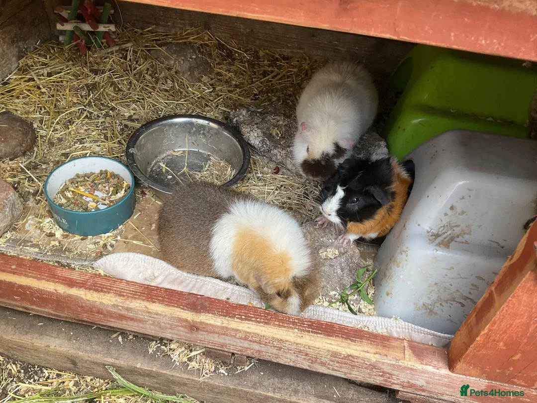 Guinea Pig rodents for sale: 3 Female Guinea Pigs (outdoor) - Advert 2