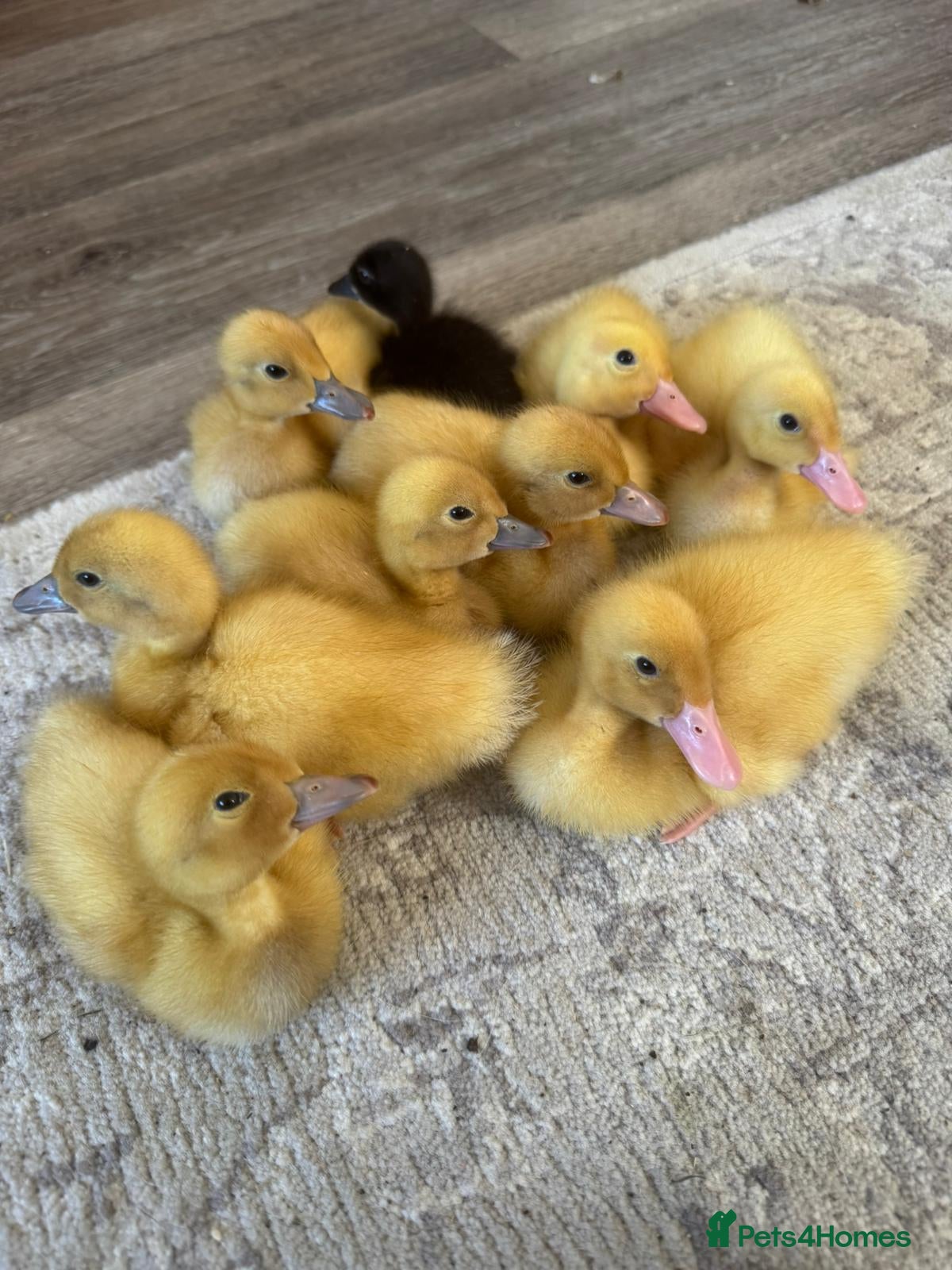 Ducks poultry Indian Runner Ducklings - Mixed colours - Advert 2