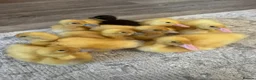 Ducks poultry for sale: Indian Runner Ducklings - Mixed colours - Advert 1