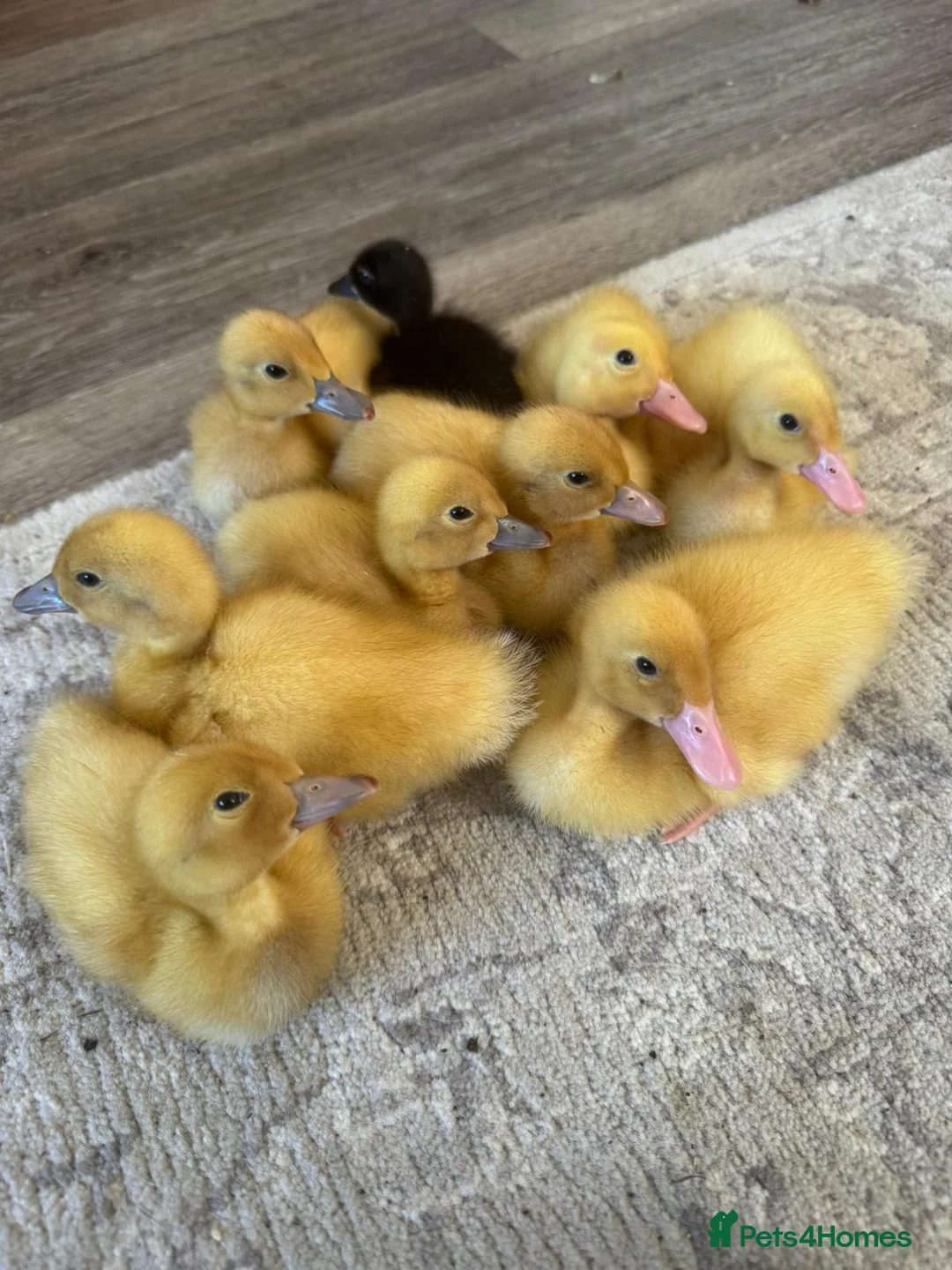 Ducks poultry for sale: Indian Runner Ducklings - Mixed colours - Advert 1