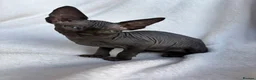 Sphynx cats for sale: Gorgeous stripped Sphynx kittens - Advert 40