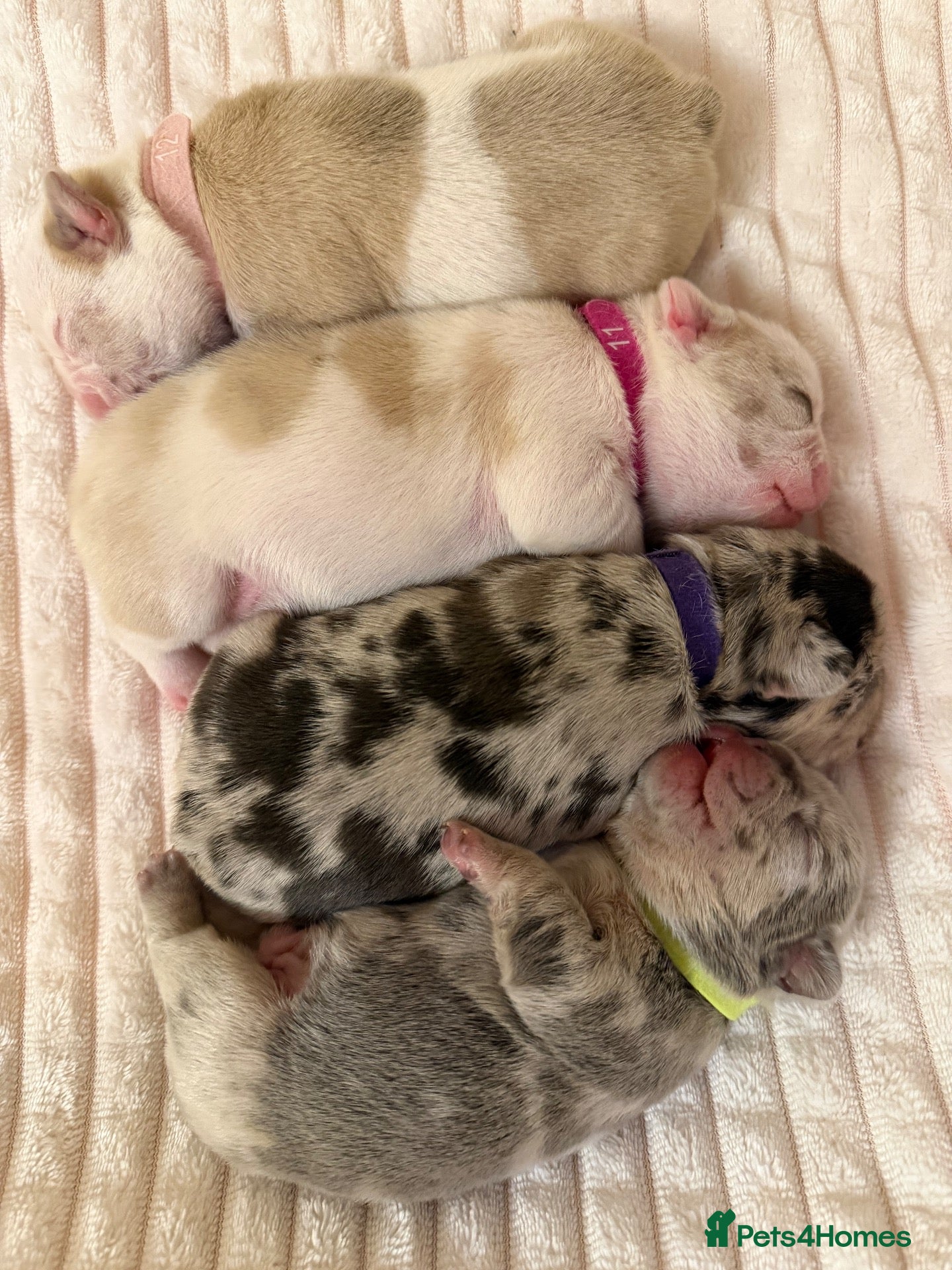 French Bulldog dogs French Bulldog Puppies – 3 Girls & 1 Boy 🐾💕 - Advert 11