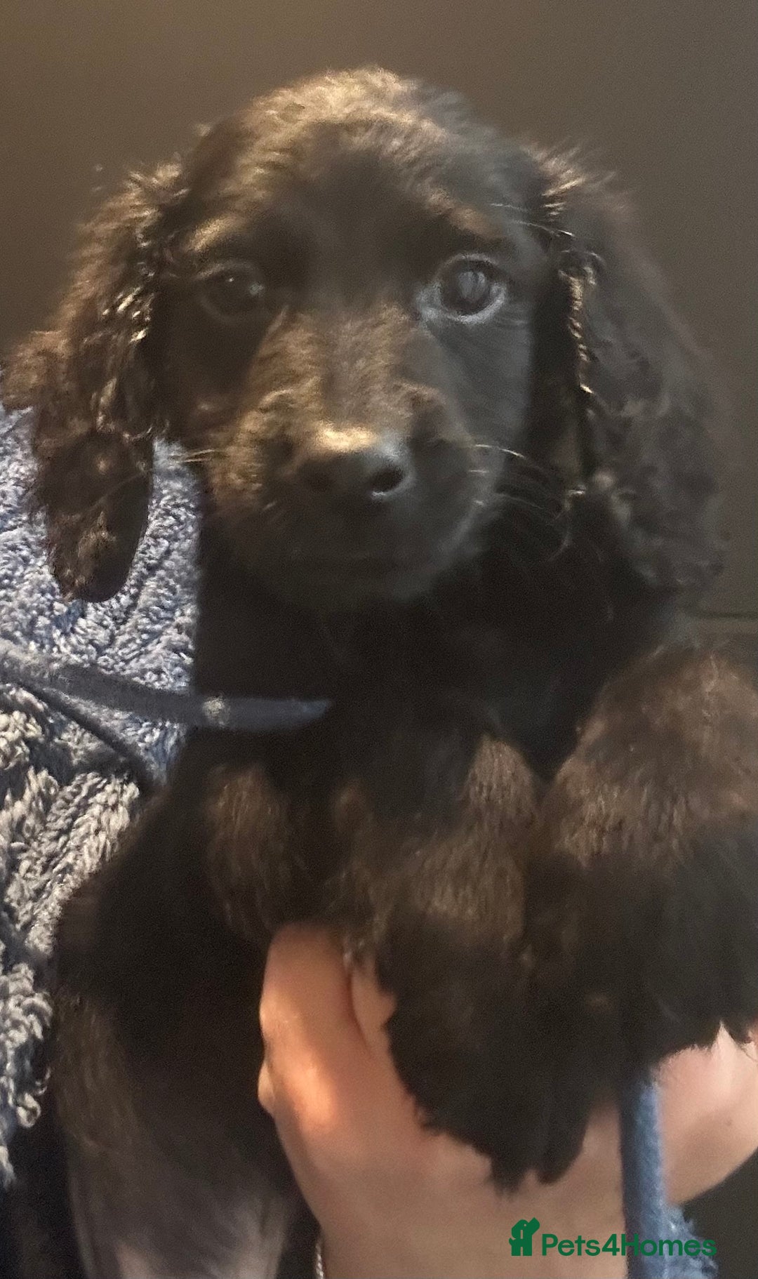 Cockapoo dogs for sale: F2B Cockapoo Puppies - Image 29