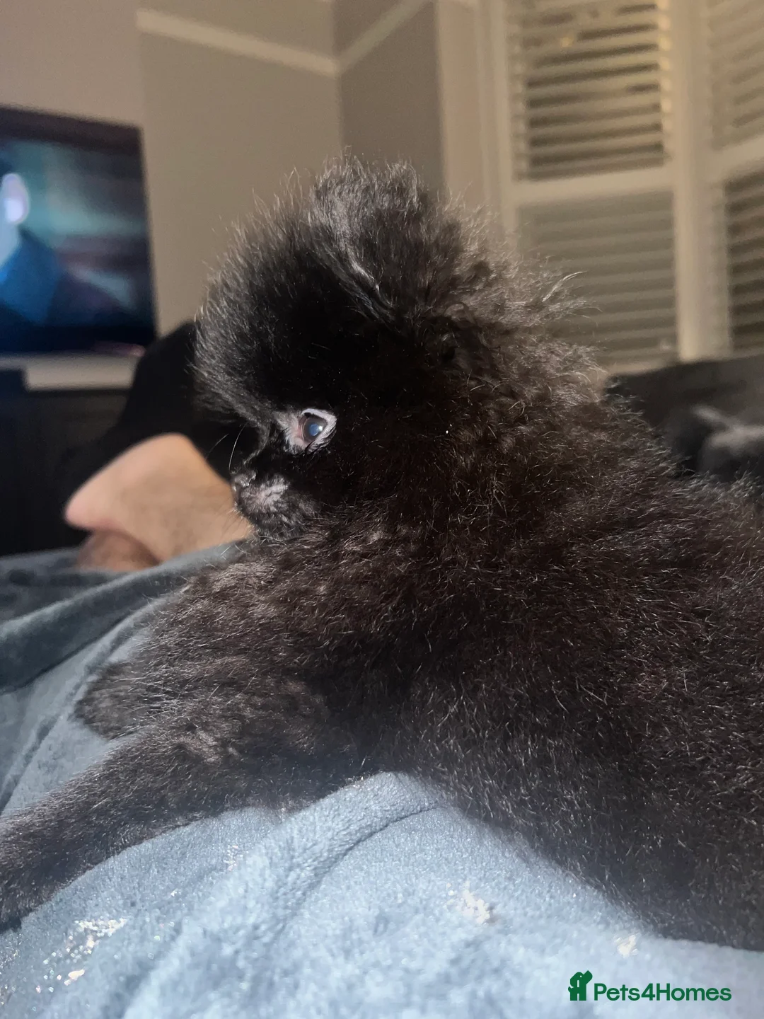 Pomeranian dogs for sale: REDUCED KC Registered Black  - Advert 1