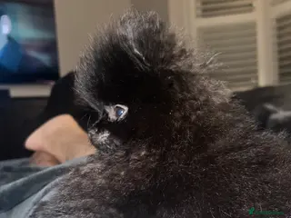 Pomeranian dogs REDUCED KC Registered Black - Advert 2