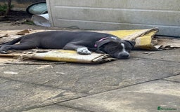 Mixed Breed dogs for sale: Bulldog x Staffie for rehoming.  - Image 7
