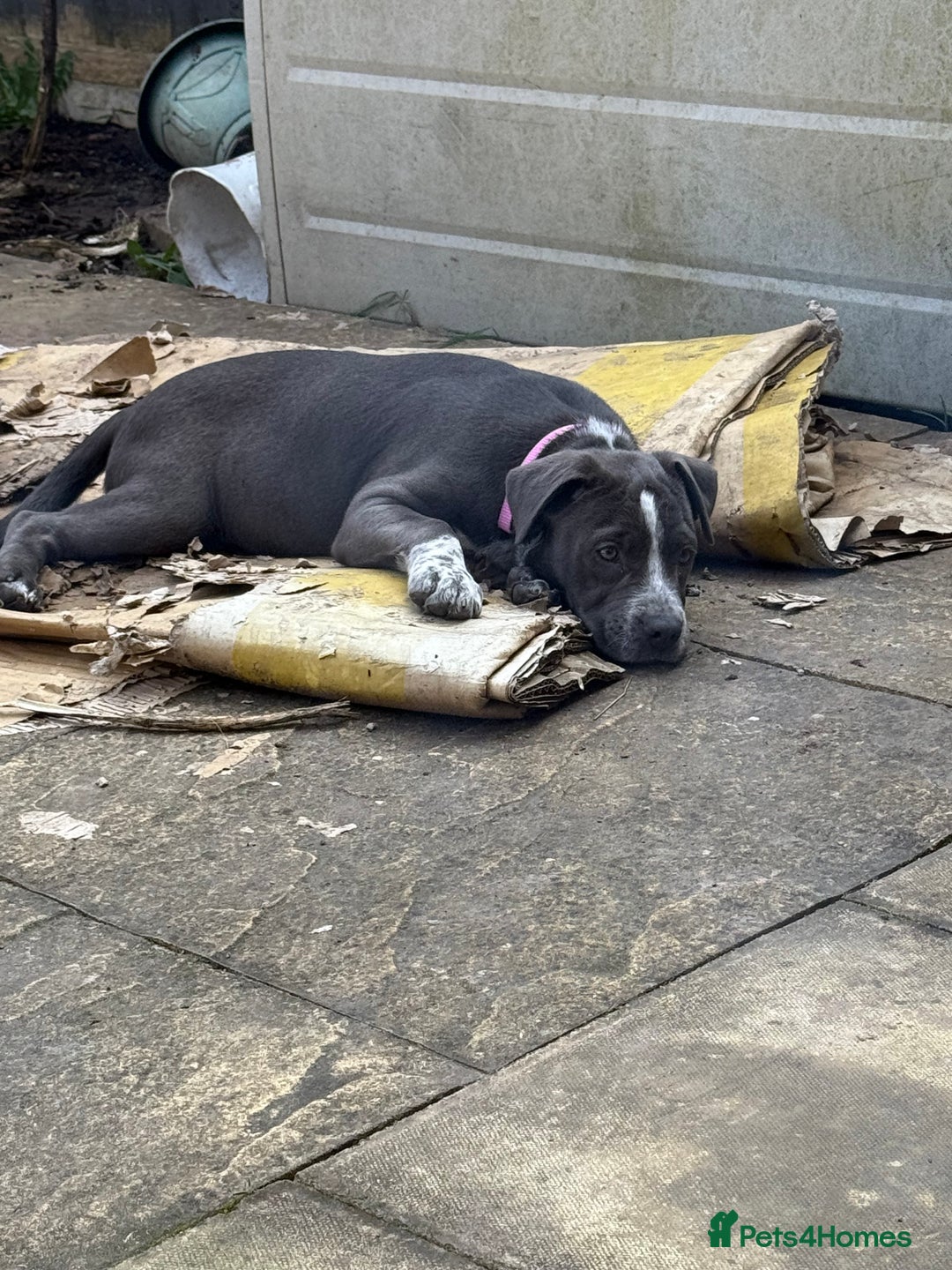 Mixed Breed dogs for sale: Bulldog x Staffie for rehoming.  - Image 7