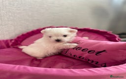 Maltese dogs for sale: Tiny Maltese Girl – Kennel Club Reg. - Image 14