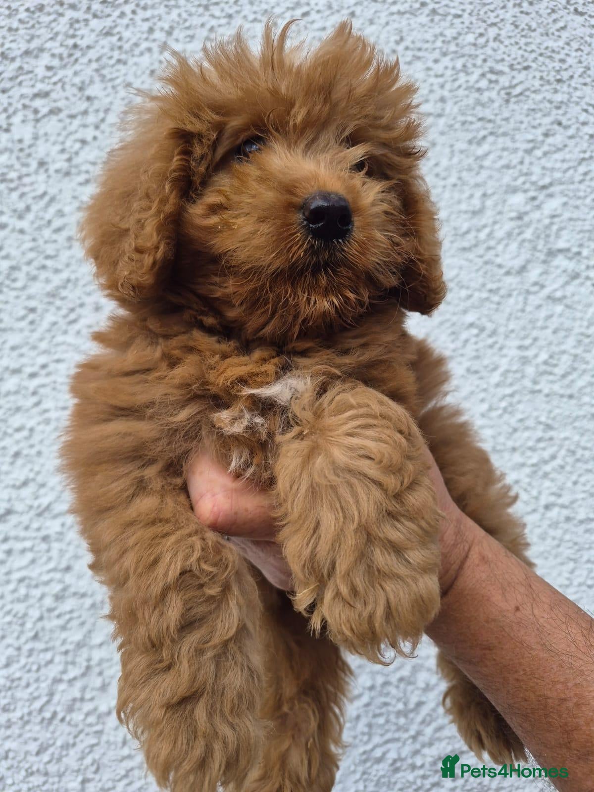 Labradoodle dogs Labradoodle pups F1B - Advert 2