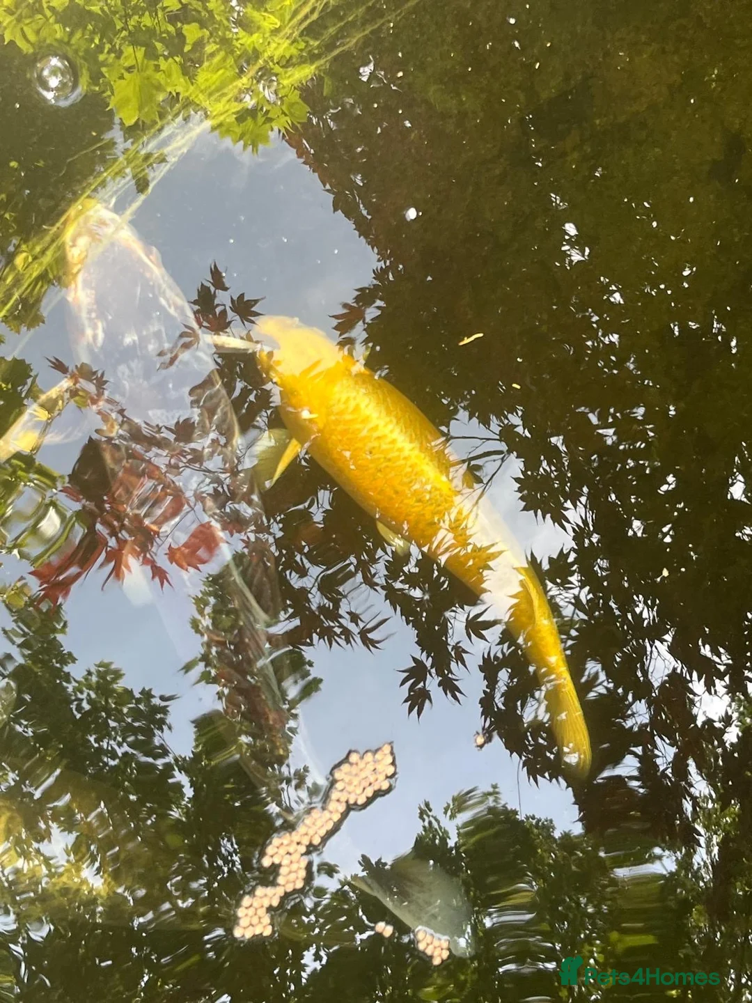 Koi Carp fish for sale: Five large koi carp in St Albans - Advert 2