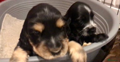 Cocker Spaniel dogs - Advert 14