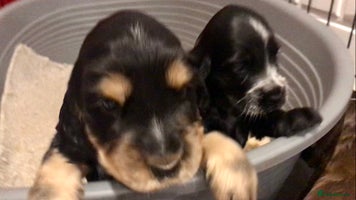 Cocker Spaniel dogs - Advert 14