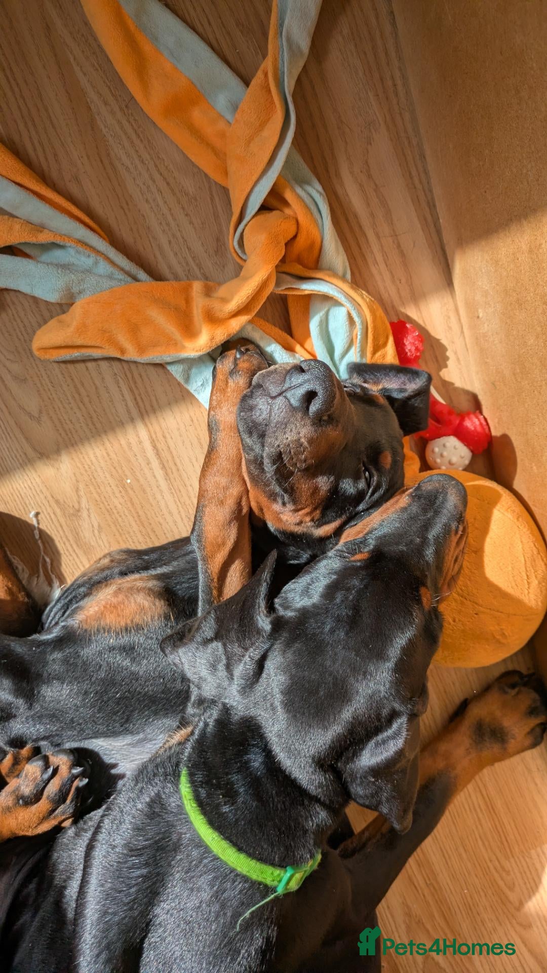 Dobermann dogs Ready today for new homes!!! 3boys left🐕 - Advert 2