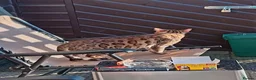 Bengal cats for sale: Female bengal  - Advert 4