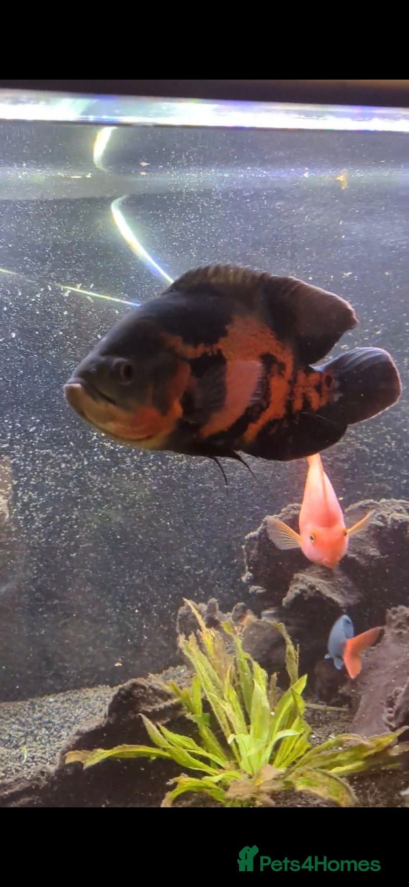 Other/Mixed Breed fish Mixture of fish for sale - Advert 11