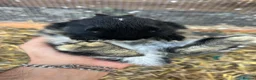 Netherland Dwarf rabbits for sale: Baby Prue breed neatherland dwarf rabbits unsexed - Advert 5