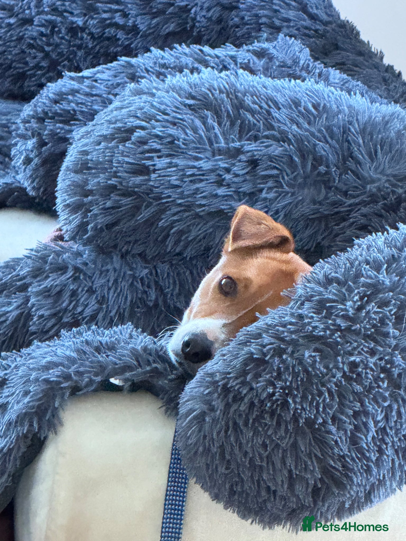 Mixed Breed dogs 🐾💛AMBER- WANTS A HOME TO CALL HER OWN💛🐾 - Advert 14