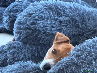 Mixed Breed dogs 🐾💛AMBER- WANTS A HOME TO CALL HER OWN💛🐾 - Advert 14