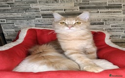 Maine Coon cats for sale: Maine coon kittens 'PuuureLove'  - Image 13