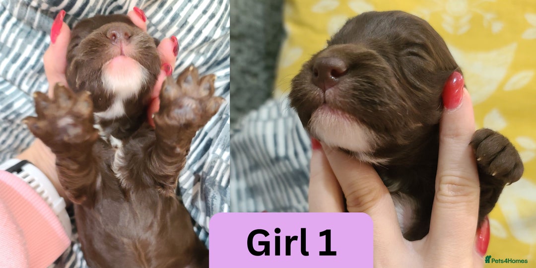 Cockapoo dogs for sale:  Chocolate F1 Cockapoos DNA Tested  - Advert 5