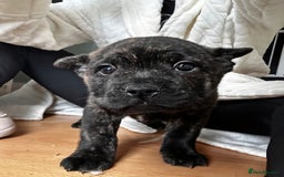 Mixed Breed dogs for sale: Beautiful French chows ready to leave!  - Image 8