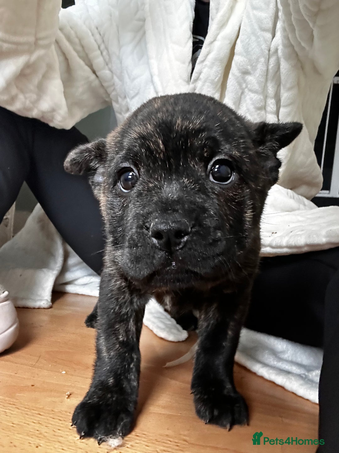 Mixed Breed dogs for sale: Beautiful French chows ready to leave!  - Image 8