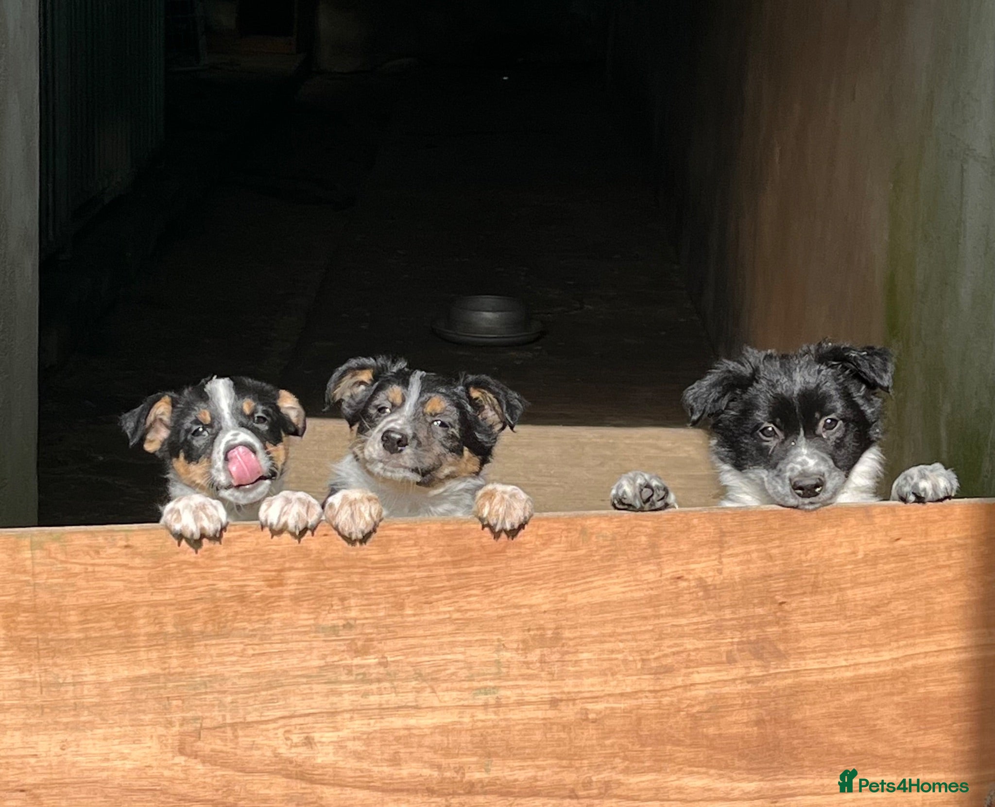 Border Collie dogs Farm reared Collie pups - Advert 1