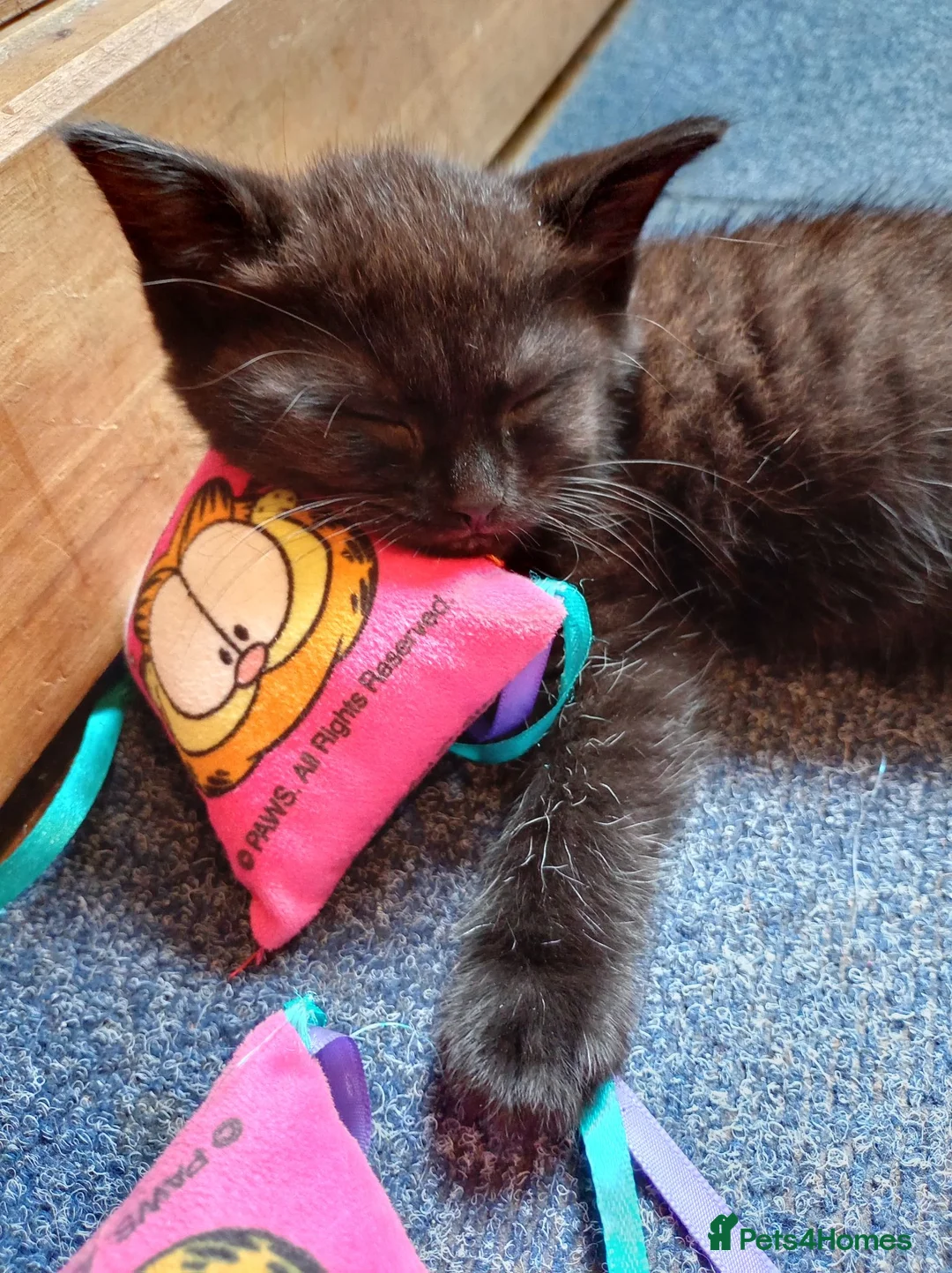 Mixed Breed cats for sale: Kittens - Advert 1