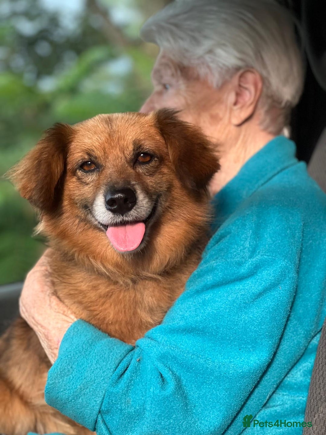 Border Collie dogs for adoption: MILOSH – Border Collie (Male) - Advert 3