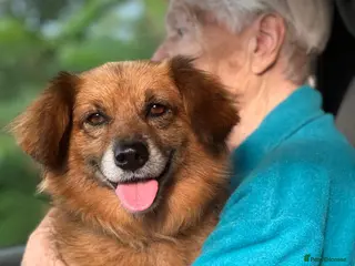 Border Collie dogs MILOSH – Border Collie (Male) in West Malling - Advert 1