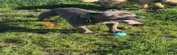 Staffordshire Bull Terrier dogs for stud: Spartan Zeus  in Nottingham - Advert 2