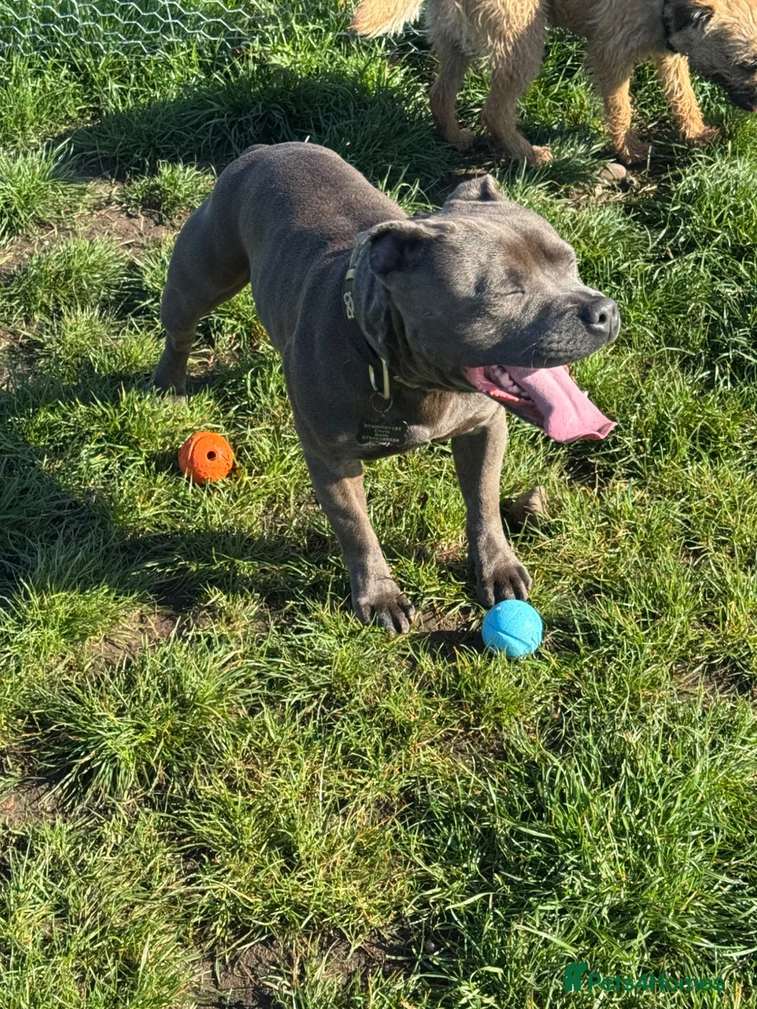 Staffordshire Bull Terrier dogs for stud: Spartan Zeus  in Nottingham - Advert 2