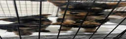 Yorkshire Terrier dogs for sale: Tiny Yorkshires puppies 😍 - Advert 9