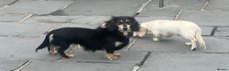 Miniature Dachshund dogs for sale: PRA clear & KC reg Stunning Long hair Puppies - Advert 15