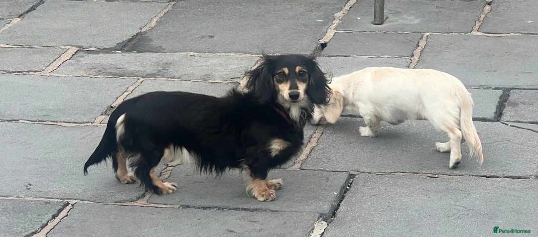 Miniature Dachshund dogs for sale: PRA clear & KC reg Stunning Long hair Puppies - Advert 15