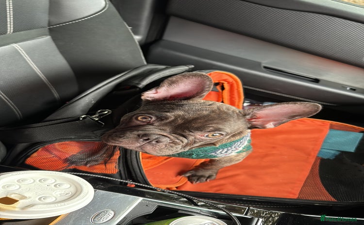 French Bulldog dogs - Advert 1