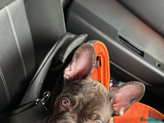 French Bulldog dogs - Advert 36